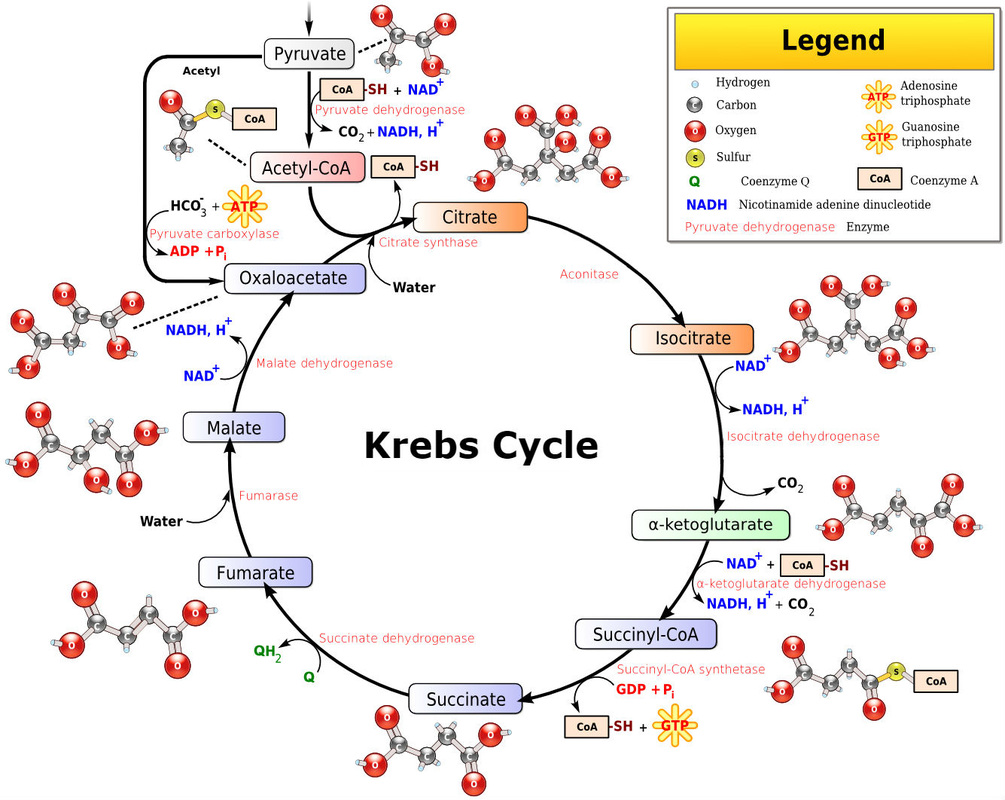 Krebs Cycle Con Academy